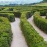 Yew Hedging 2ft just 5 euro Image 2