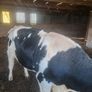 Holstein bull Image 2