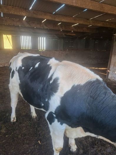 Holstein bull