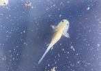 Premium Axolotl Juveniles