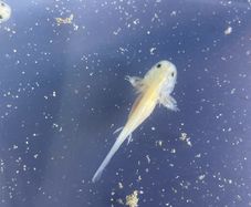 Premium Axolotl Juveniles