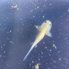 Premium Axolotl Juveniles
