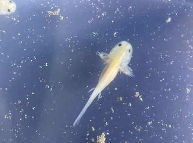 Premium Axolotl Juveniles