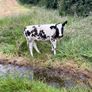 Heifers Image 5