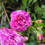 garden plants Image 9