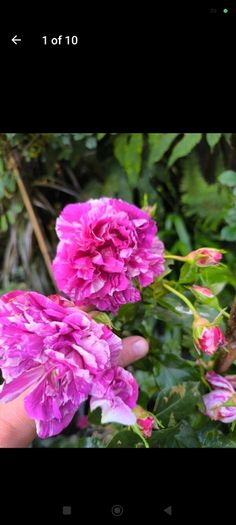 garden plants