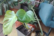 Monstera deliciosa