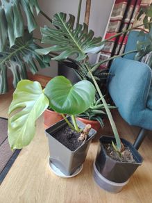 Monstera deliciosa