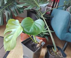 Monstera deliciosa