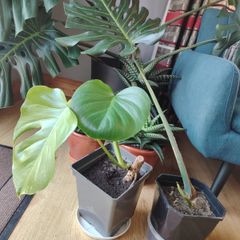 Monstera deliciosa