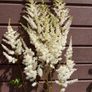 Tall Astilbe Image 2