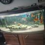 Fish tank Image 7
