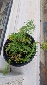 succulent