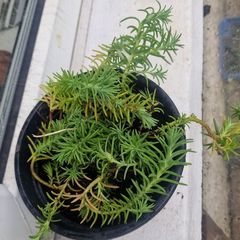 succulent