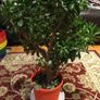 Crassula (Money Tree), 16 years old Image 3