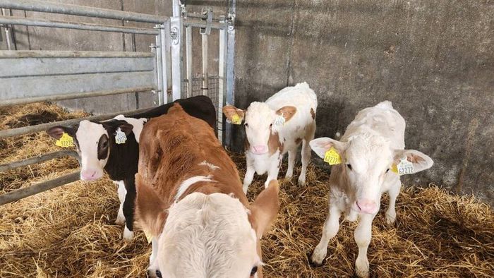 Calves