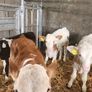 Calves Image 3