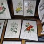 Set of 9 antique botanical prints by Redoute, framed Image 3