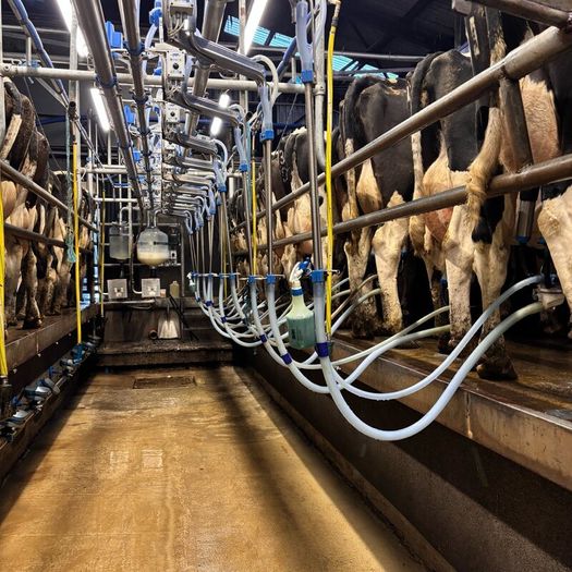 10 Unit Dairymaster Parlour