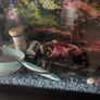 Beautiful fish tank Image 2