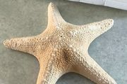Large Natural Starfish: Unique Ocean Decor 19 x 17 cm.