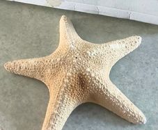 Large Natural Starfish: Unique Ocean Decor 19 x 17 cm.