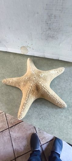 Large Natural Starfish: Unique Ocean Decor 19 x 17 cm.