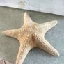 Large Natural Starfish: Unique Ocean Decor 19 x 17 cm. Image 6