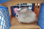 Pets Alive Rabbit Cage