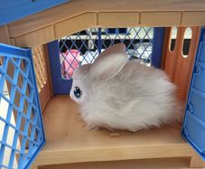 Pets Alive Rabbit Cage