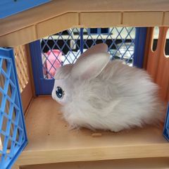 Pets Alive Rabbit Cage