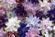 (A) Aquilegia Tall Mixed seeds 0.5g (431830)