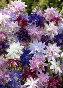 (A) Aquilegia Tall Mixed seeds 0.5g (431830)