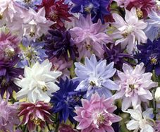 (A) Aquilegia Tall Mixed seeds 0.5g (431830)