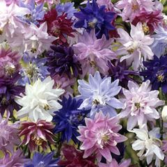 (A) Aquilegia Tall Mixed seeds 0.5g (431830)