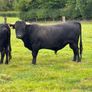 Dexter cows Image 3