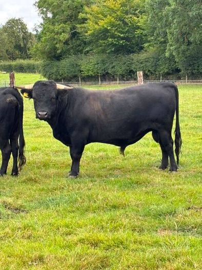 Dexter cows