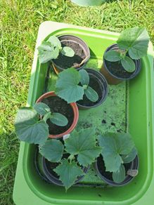 cucumber plants 2 euro each