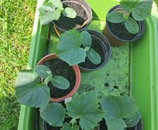 cucumber plants 2 euro each