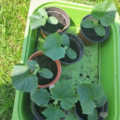 cucumber plants 2 euro each