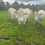 Pedigree Charlaois heifers Image 3