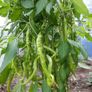(P) Paprika Lombardo seeds 0.1g (110995) Image 2