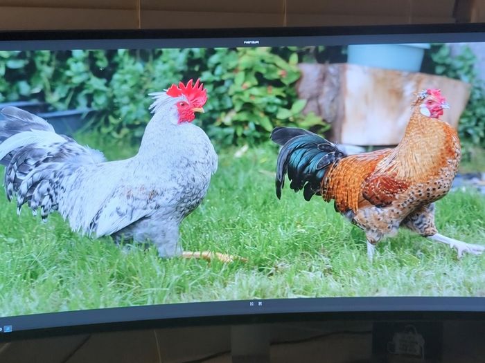 Rooster