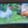 Rooster Image 2