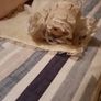 porcelain Doll Image 2
