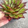 plant Image 2