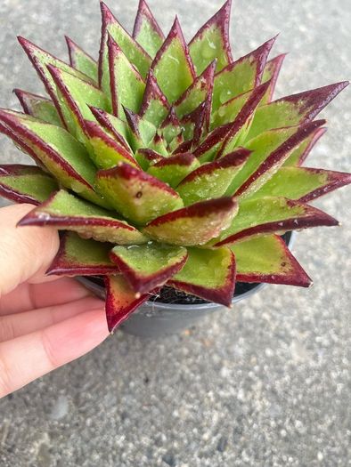 plant