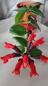 Aeschinantus Mona Lisa. Lipstick plant. House plant.