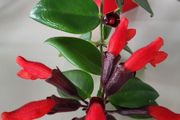 Aeschinantus Mona Lisa. Lipstick plant. House plant.