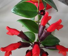 Aeschinantus Mona Lisa. Lipstick plant. House plant.